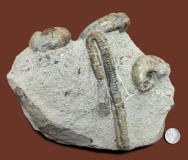北海道苫前産アンモナイトの群集化石、テトラゴニテス（Tetragonites