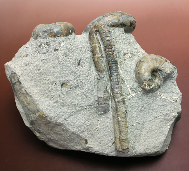 北海道苫前産アンモナイトの群集化石、テトラゴニテス（Tetragonites glabrus）、ポリプチコセラス（Polyptychoceras  sp.）