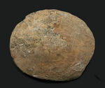 珍しい二枚貝（はまぐりの仲間）、米国カルフォルニア州の二枚貝、ドシニア（Dosinia）の化石