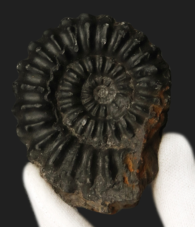 褐色の色合いが渋い！ペルー産のアンモナイト（Ammonite）（その1）