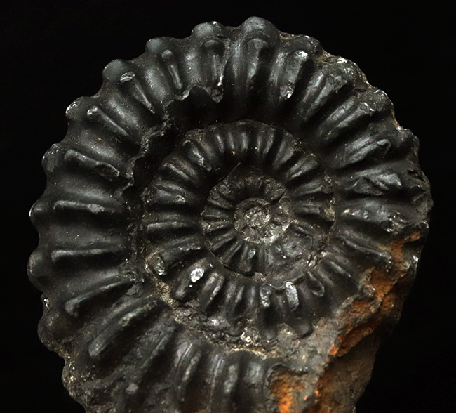 褐色の色合いが渋い！ペルー産のアンモナイト（Ammonite）（その2）