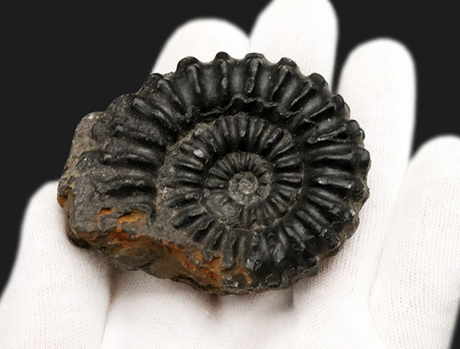 褐色の色合いが渋い！ペルー産のアンモナイト（Ammonite）（その3）