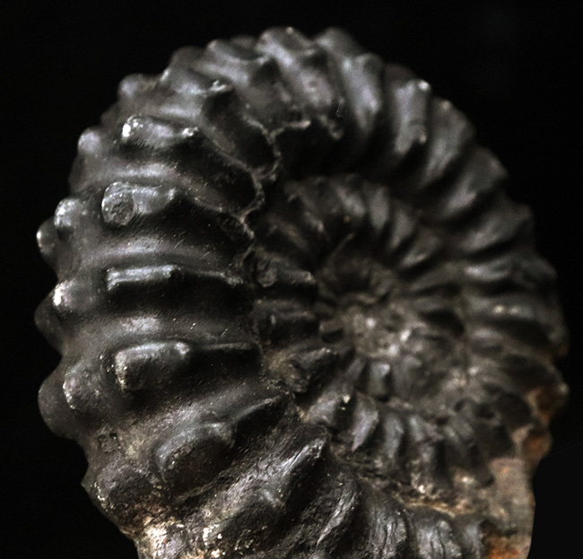 褐色の色合いが渋い！ペルー産のアンモナイト（Ammonite）（その5）