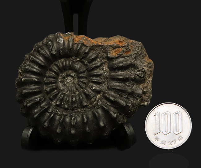 褐色の色合いが渋い！ペルー産のアンモナイト（Ammonite）（その8）