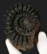 褐色の色合いが渋い！ペルー産のアンモナイト（Ammonite）