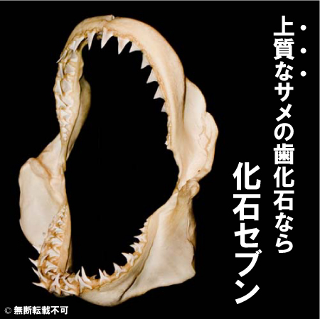 Isurusoxyrinchus アオザメ サメ 販売