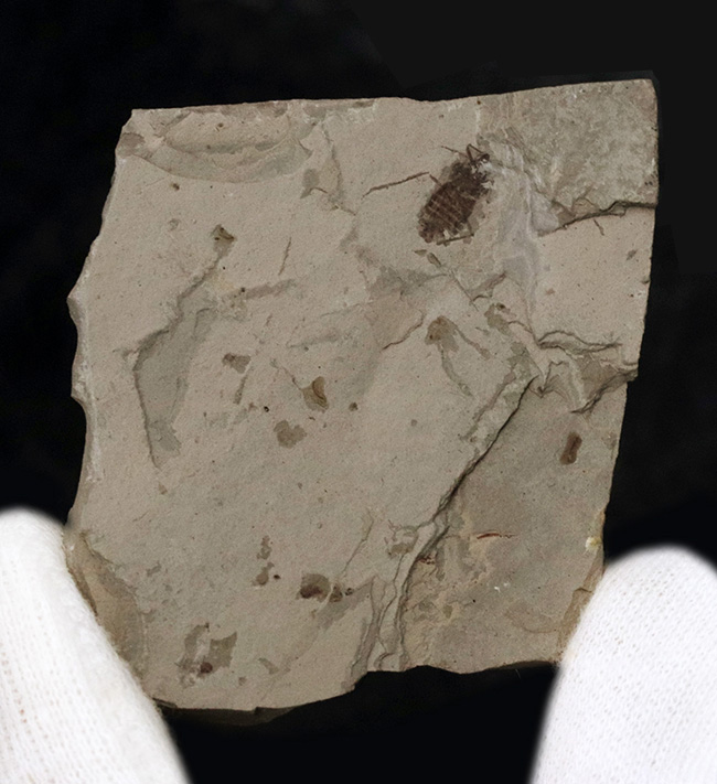 中国遼寧省熱河層群から発見されたジュラ紀後期の昆虫の化石（Insect fossil）（その2）