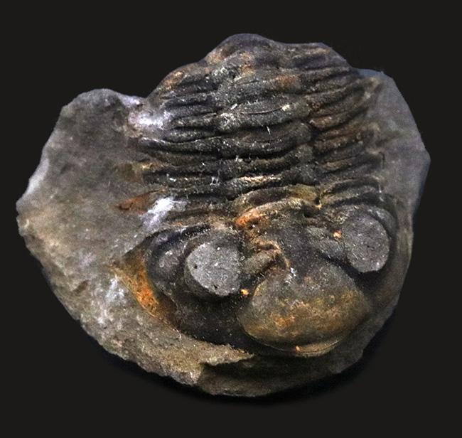 レア！南米ボリビア産の三葉虫、ファコプスのノジュール化石。３つに