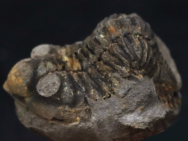 新品三葉虫　化石　ボリビア産　南アメリカ　trilobite　南米産fossil③ コレクション