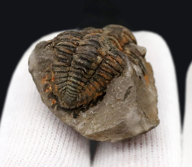 置物三葉虫　化石　fossil　ボリビア産　trilobite　ノジュール管理③