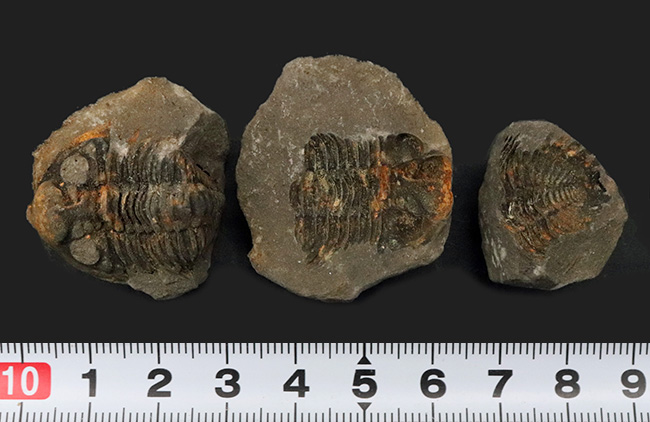 三葉虫 化石 fossil ボリビア産 レア Fossil判別⑥+premium