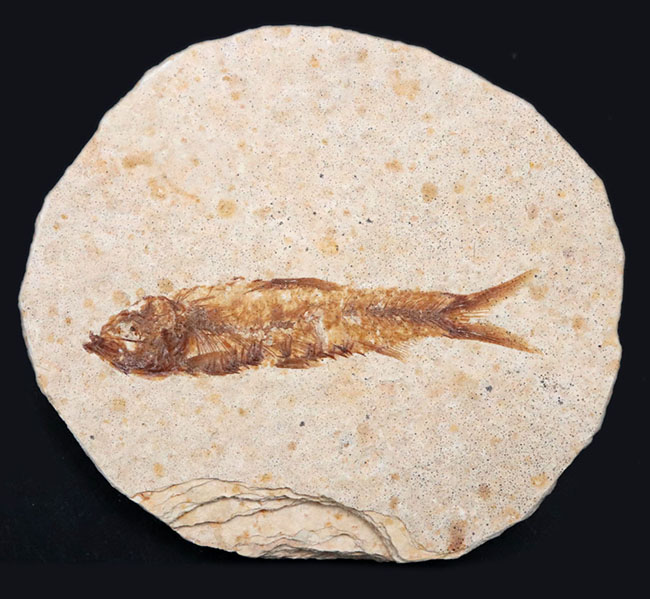 米国ワイオミング州の公式の化石の一つ、約５０００万年前に棲息してい 