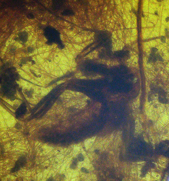 植物の根なのか？それとも動物の毛か？興味深い糸のような組織が見られる、約1億年前の琥珀、バーマイト（Burmite）（その5）