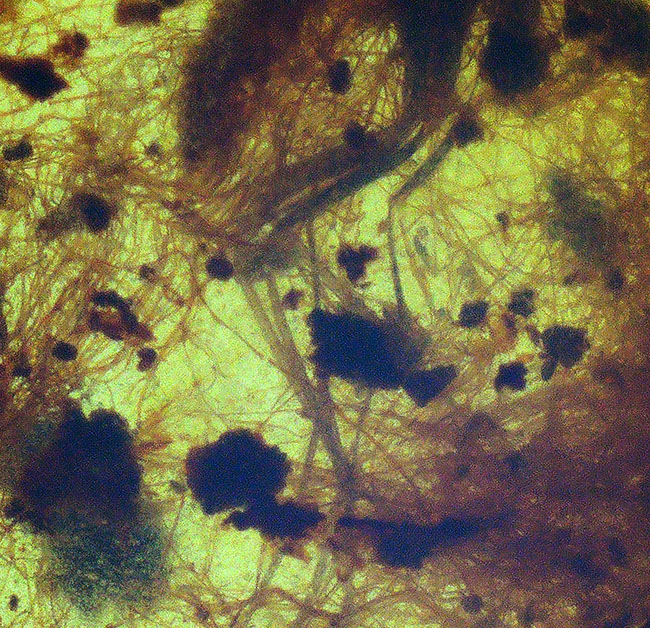 植物の根なのか？それとも動物の毛か？興味深い糸のような組織が見られる、約1億年前の琥珀、バーマイト（Burmite）（その6）