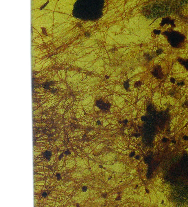 植物の根なのか？それとも動物の毛か？興味深い糸のような組織が見られる、約1億年前の琥珀、バーマイト（Burmite）（その7）