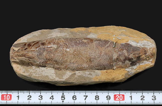 古代魚 化石 ② 白亜紀 1億3500万年〜1億8000万年前 - その他