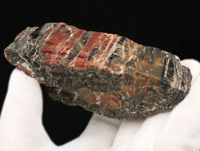 ブランド産地、米国アリゾナ州産の珪化木（Petrified wood）。表面を研磨していない無骨な味わいをお楽しみください！ 化石 販売