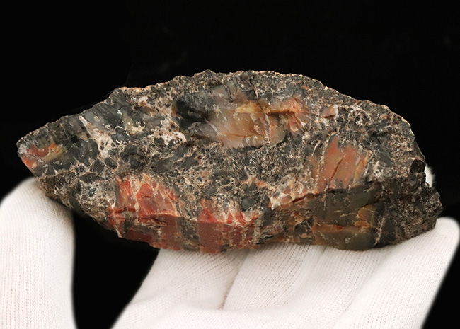 ブランド産地、米国アリゾナ州産の珪化木（Petrified wood）。表面を研磨していない無骨な味わいをお楽しみください！（その5）