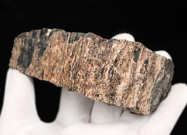 ブランド産地、米国アリゾナ州産の珪化木（Petrified wood）。表面を研磨していない無骨な味わいをお楽しみください！ 化石 販売