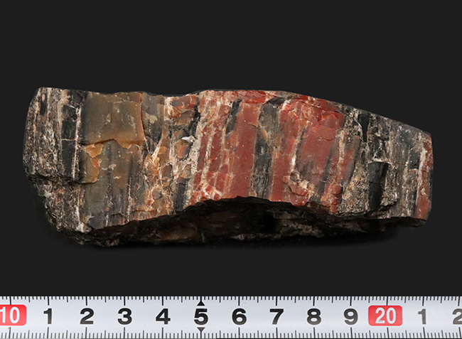 ブランド産地、米国アリゾナ州産の珪化木（Petrified wood）。表面を研磨していない無骨な味わいをお楽しみください！（その7）