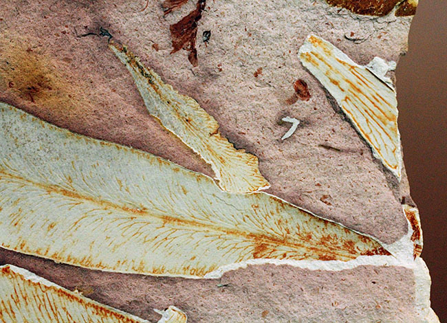 2億年以上前の地球の代表的な植物グロッソプテリス(Glossopteris)の上質な葉の化石。なにか似ている！？