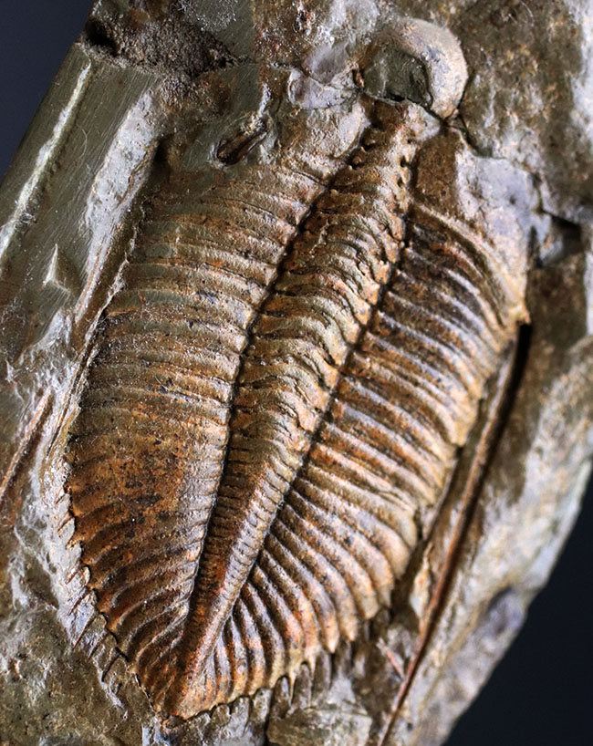 母岩の厚み約2cm三葉虫 化石 Coronocephalus - コレクション