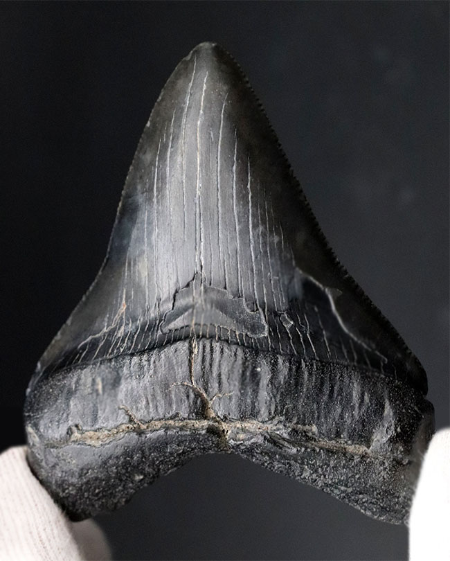 オールナチュラルで極めて良好な保存状態を維持した見事なメガロドン（Carcharocles megalodon）の歯化石