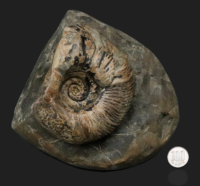 立派！堂々たる風格が備わった北海道産のアンモナイト（Ammonite）の母