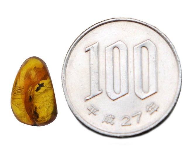 透明度高い！カリブ海の島国、ドミニカ共和国で発見された虫入りの琥珀 