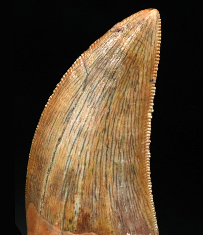 インナー、アウターセレーションともに残存、美しいエナメル質が保存された、まさにコレクショングレードの標本、ジェムのような保存状態を維持したカルカロドントサウルス（Carcharodontosaurus）の歯化石（その1）