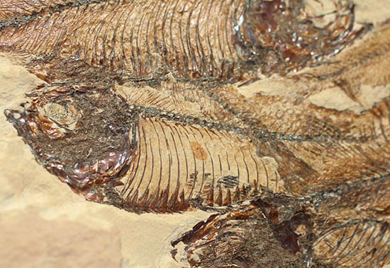 ２０体以上！ニシン科魚化石ゴシウテクティスの群集標本(Gosiutichtys) 化石 販売
