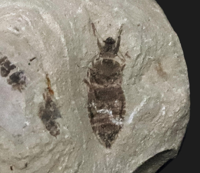 複数個体あり！中国遼寧省、熱河層で発見された昆虫（Insect fossil）のマルチプレート標本（その2）