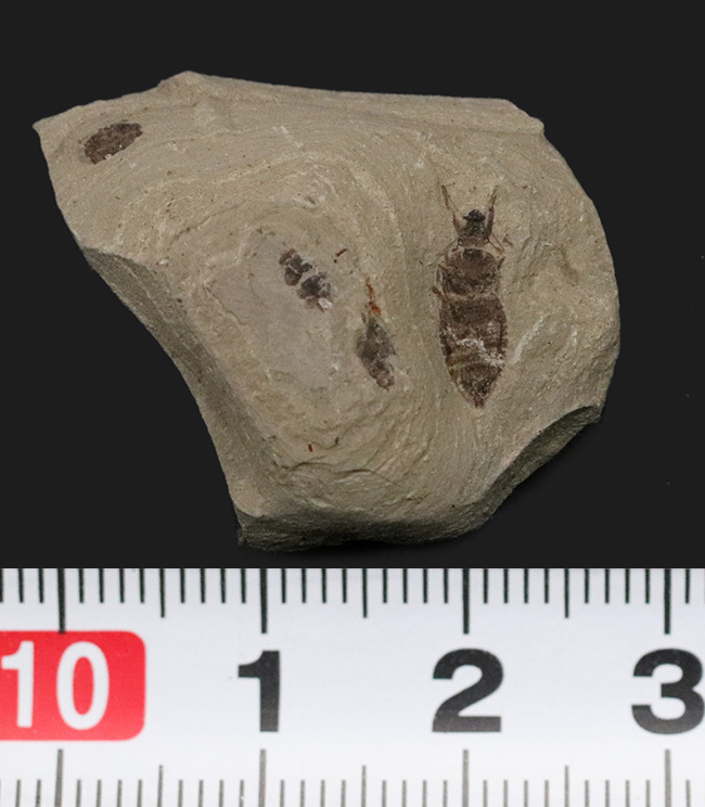 複数個体あり！中国遼寧省、熱河層で発見された昆虫（Insect fossil）のマルチプレート標本（その6）