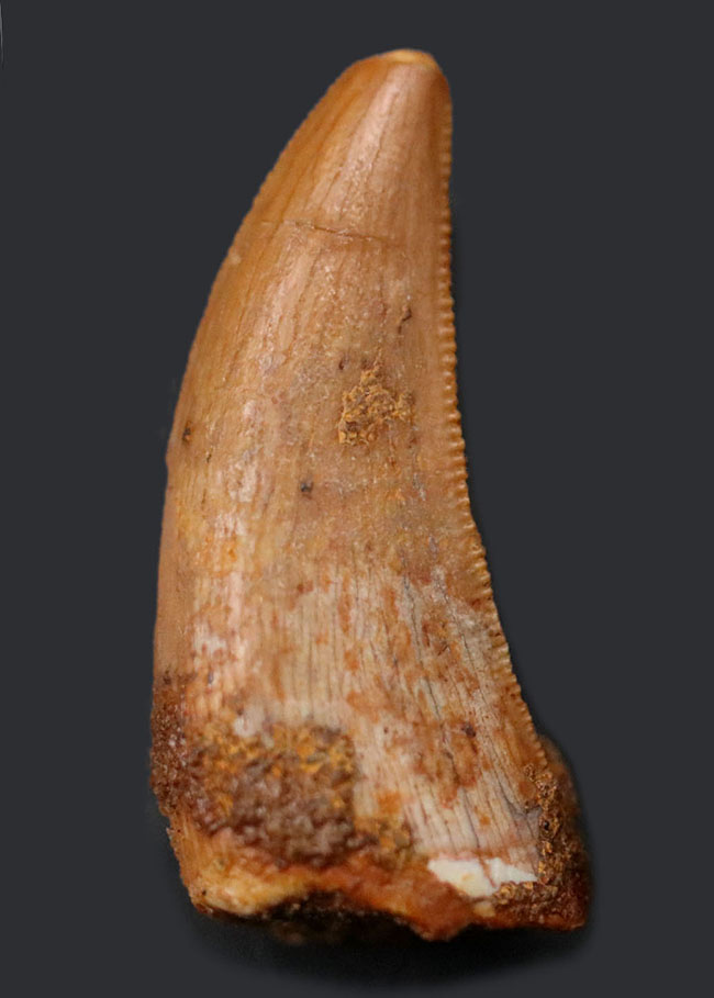 極上 ラプトル 化石 歯 恐竜 本物 モロッコ産  22.74mm fra9