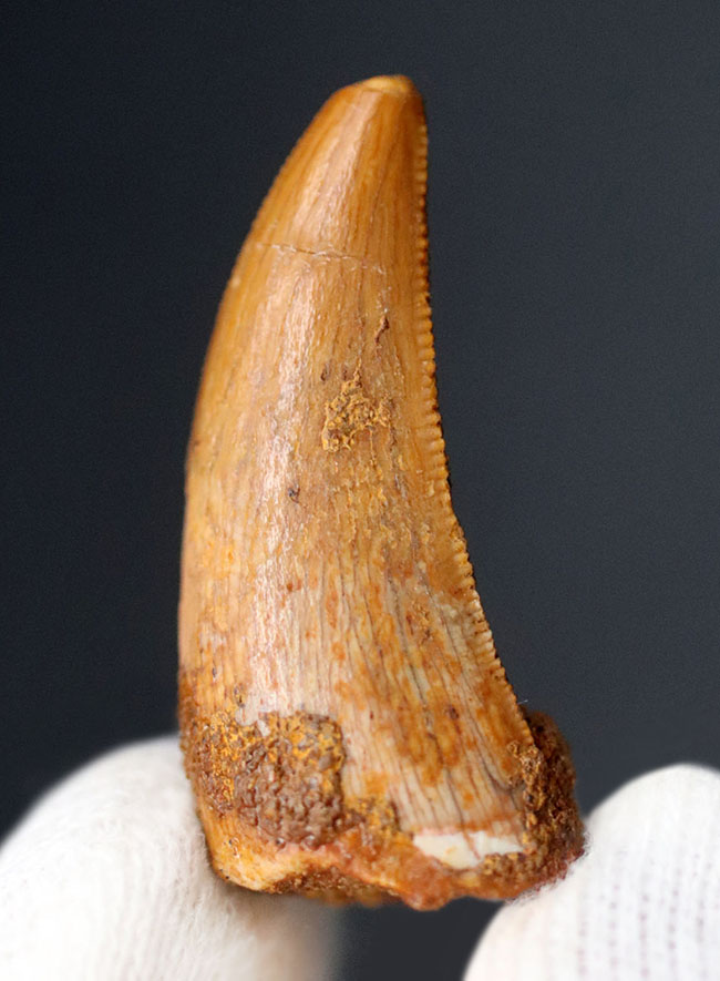 極上 ラプトル 化石 歯 恐竜 本物 モロッコ産 15.96mm fra7
