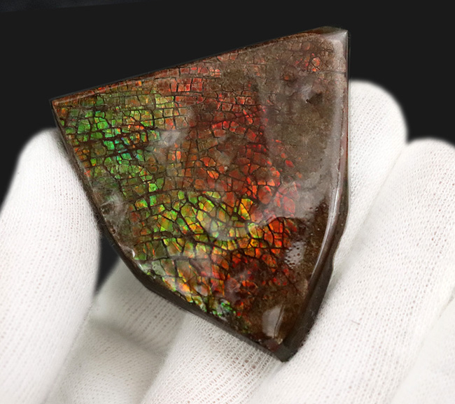 ドラゴンスキン！カナダ・アルバータの自然が生み出した生物由来の宝石、アンモライト（Ammolite）のピース（その2）