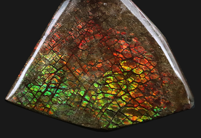 ドラゴンスキン！カナダ・アルバータの自然が生み出した生物由来の宝石、アンモライト（Ammolite）のピース（その3）