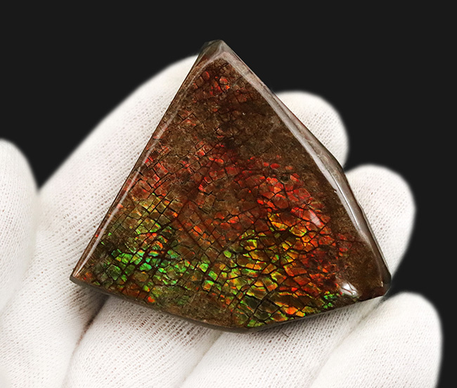 ドラゴンスキン！カナダ・アルバータの自然が生み出した生物由来の宝石、アンモライト（Ammolite）のピース（その4）