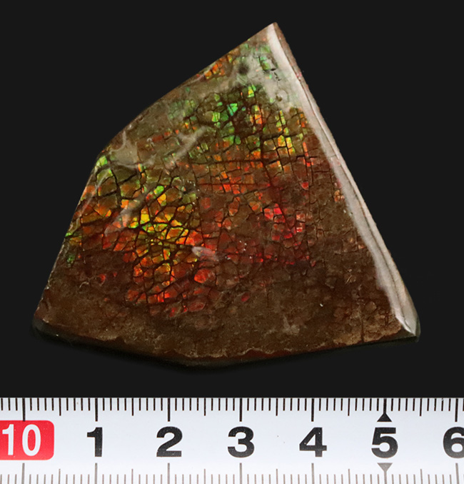 ドラゴンスキン！カナダ・アルバータの自然が生み出した生物由来の宝石、アンモライト（Ammolite）のピース（その7）