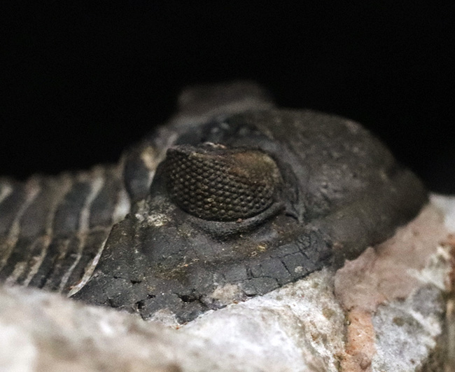 モロッコ産デボン紀の三葉虫、ホラルドプス・ハイフィンケリ（Hollardops hyfinkeli）の上質個体（その7）