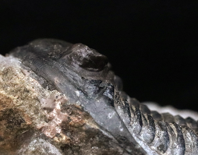 モロッコ産デボン紀の三葉虫、ホラルドプス・ハイフィンケリ（Hollardops hyfinkeli）の上質個体（その8）