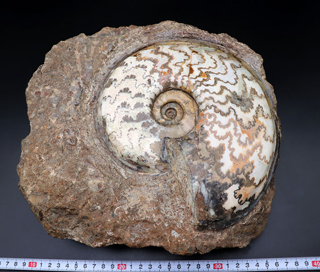 見栄えします！直径２０センチの迫力ある、ドイツ産ジュラ紀アンモナイト（Ammonite）の化石 アンモナイト 販売