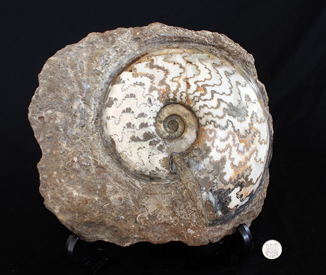 見栄えします！直径２０センチの迫力ある、ドイツ産ジュラ紀アンモナイト（Ammonite）の化石 アンモナイト 販売