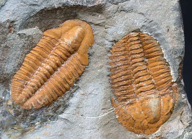 ダブルかつネガポジ！最古の三葉虫の一つ、古生代カンブリア紀に生息していた小判のような三葉虫、パラドキシデスのマルチ＆ネガポジ化石