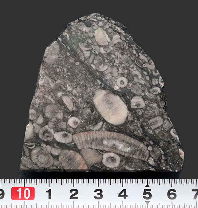 ウミユリ化石標本 - アンティーク/コレクション