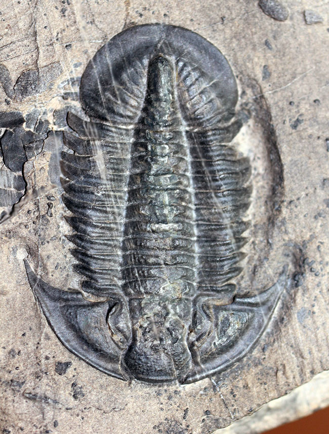 三葉虫 パラツュチュアネラ （ Paraszechuanella sp ) 時代 古生代 オルドビス紀 産地 中国