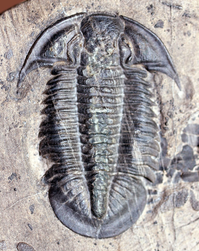 三葉虫 パラツュチュアネラ （ Paraszechuanella sp ) 時代 古生代 オルドビス紀 産地 中国