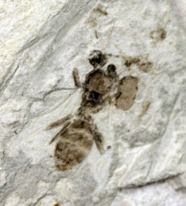 日本の化石　兵庫県温泉町海上の昆虫/ハネアリ　２個体付き