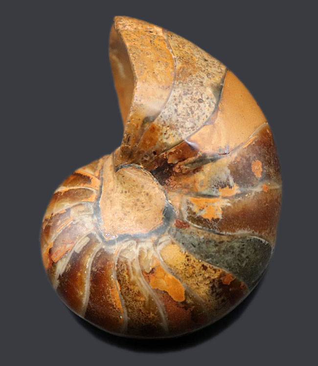 ３００グラムオーバーの立派なオウムガイ Nautilus の殻の化石 恐竜時代の海を遊泳していた生物の化石です アンモナイト 販売