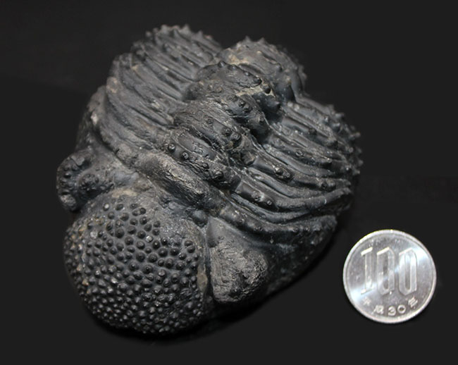 古生代デボン紀を代表する巨大な三葉虫、ドロトプス・メガロマニクス（Drotops megalomanicus）のエンロール（防御姿勢）をとった化石